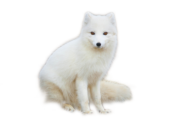 White Arctic Fox Transparent