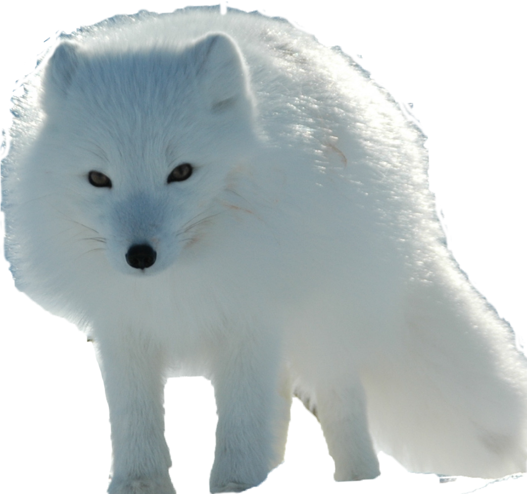 Белая арктическая лиса