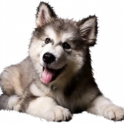 White Husky PNG Clipart