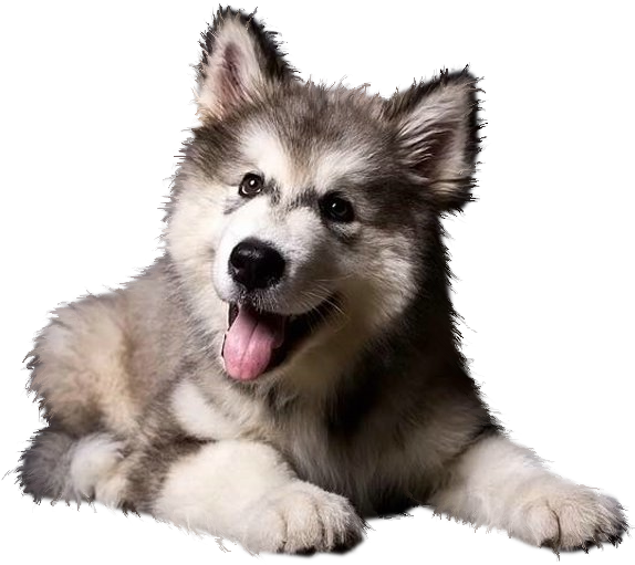 White Husky PNG Clipart