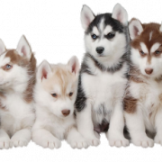 White Husky PNG File Download Free