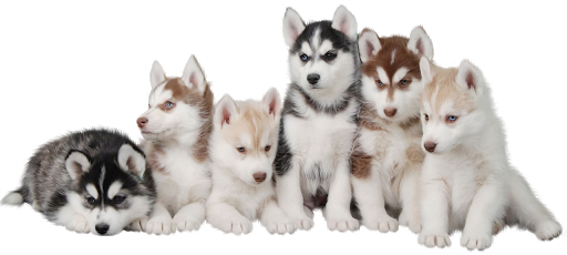 White Husky PNG File Download Free
