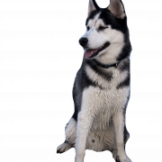 White Husky PNG Free Download