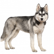 PNG Husky PNG بيضاء