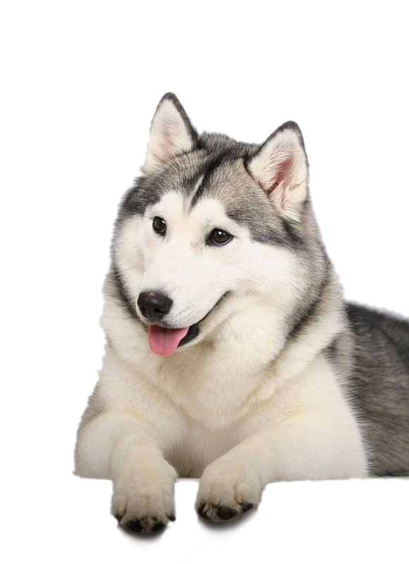 White Husky PNG Picture