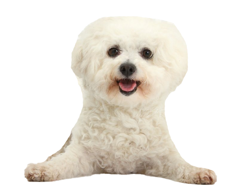 White Poodle PNG Clipart