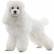 White Poodle PNG -bestand