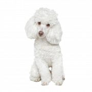White Poodle PNG Free Download