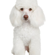 White Poodle PNG Free Image