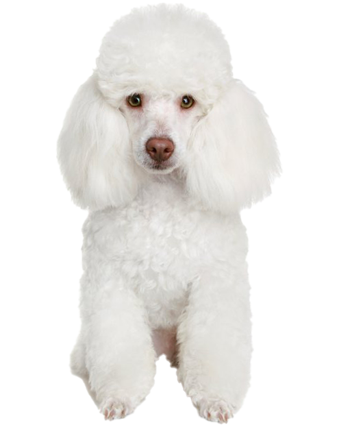 White Poodle PNG Free Image