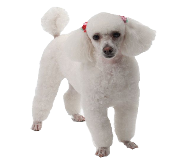 White Poodle PNG Image