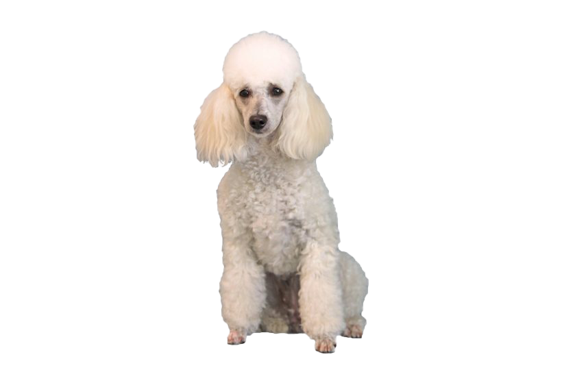 Caniche blanche PNG