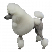 White Poodle Transparent