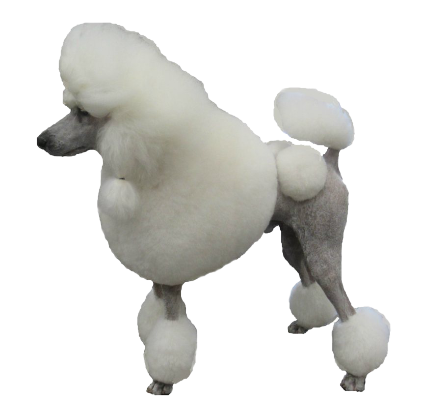 White Poodle Transparent