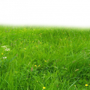 Grass Ground PNG Clipart