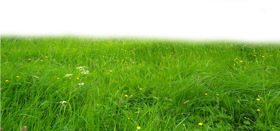 Clipart png rumput rumput