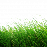 Grass Ground PNG Download Image