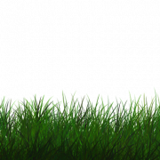 Foto png rumput rumput
