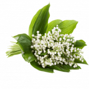 Lily of the Valley PNG File