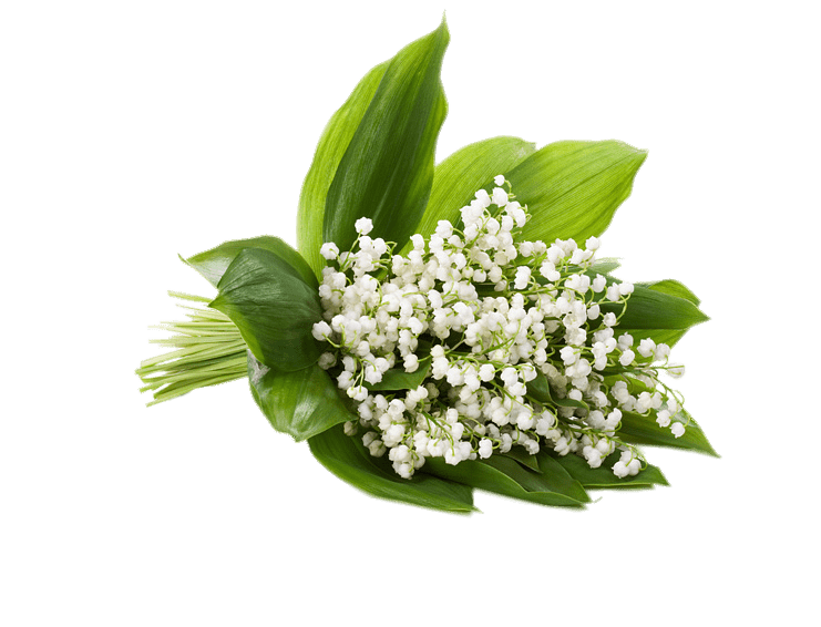 Lily of The Valley PNG File
