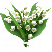 Lily of the Valley PNG Download Gratis