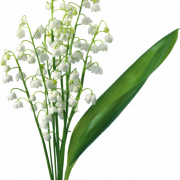 Lily of The Valley PNG HD Image
