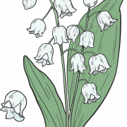 Lily of the Valley PNG hoge kwaliteit afbeelding