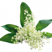 Fichier dimage Lily of Valley PNG