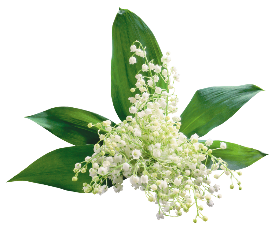 Lily of The Valley PNG Image File