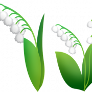 Lily of the Valley Png Photo