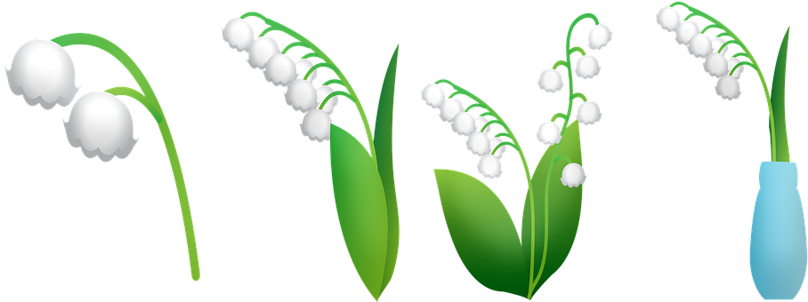 Lily of The Valley PNG Photo