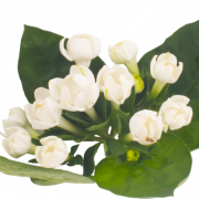 Lily of the Valley PNG gambar
