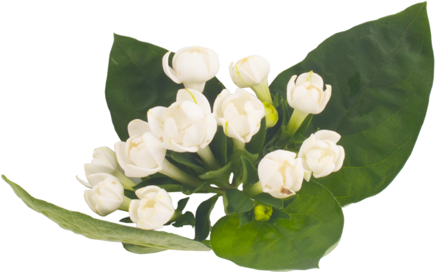 Lily of The Valley PNG Picture