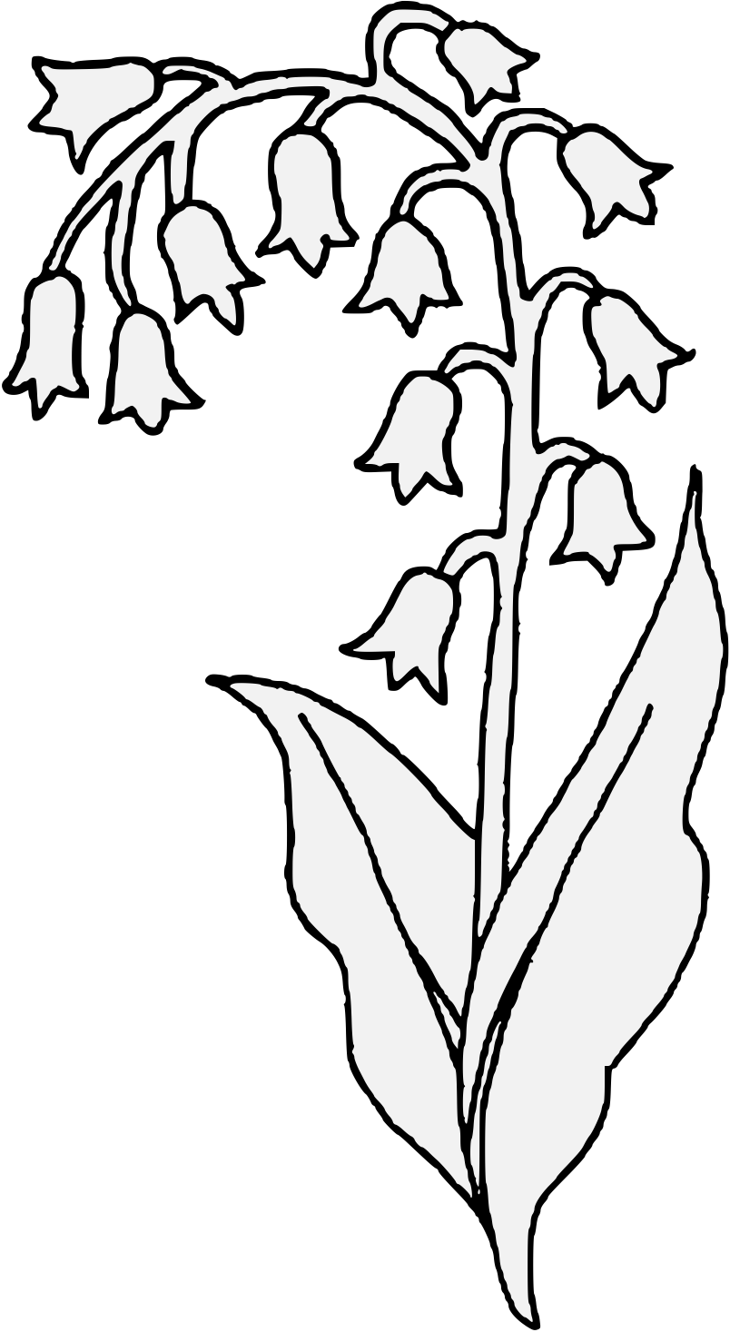 Lily of The Valley PNG