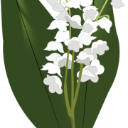 Lily of the Valley transparant