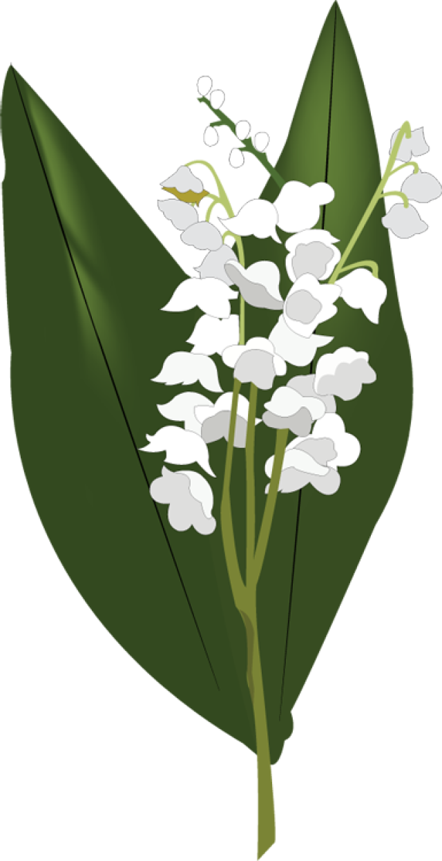Lily of The Valley Transparent