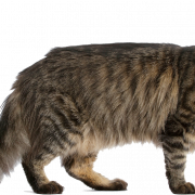 Maine Coon Cat Png Clipart