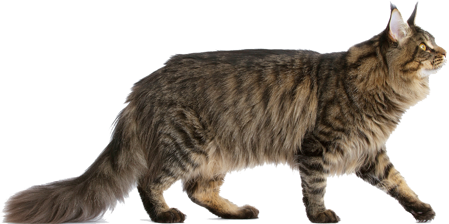 Maine Coon Cat Png Clipart