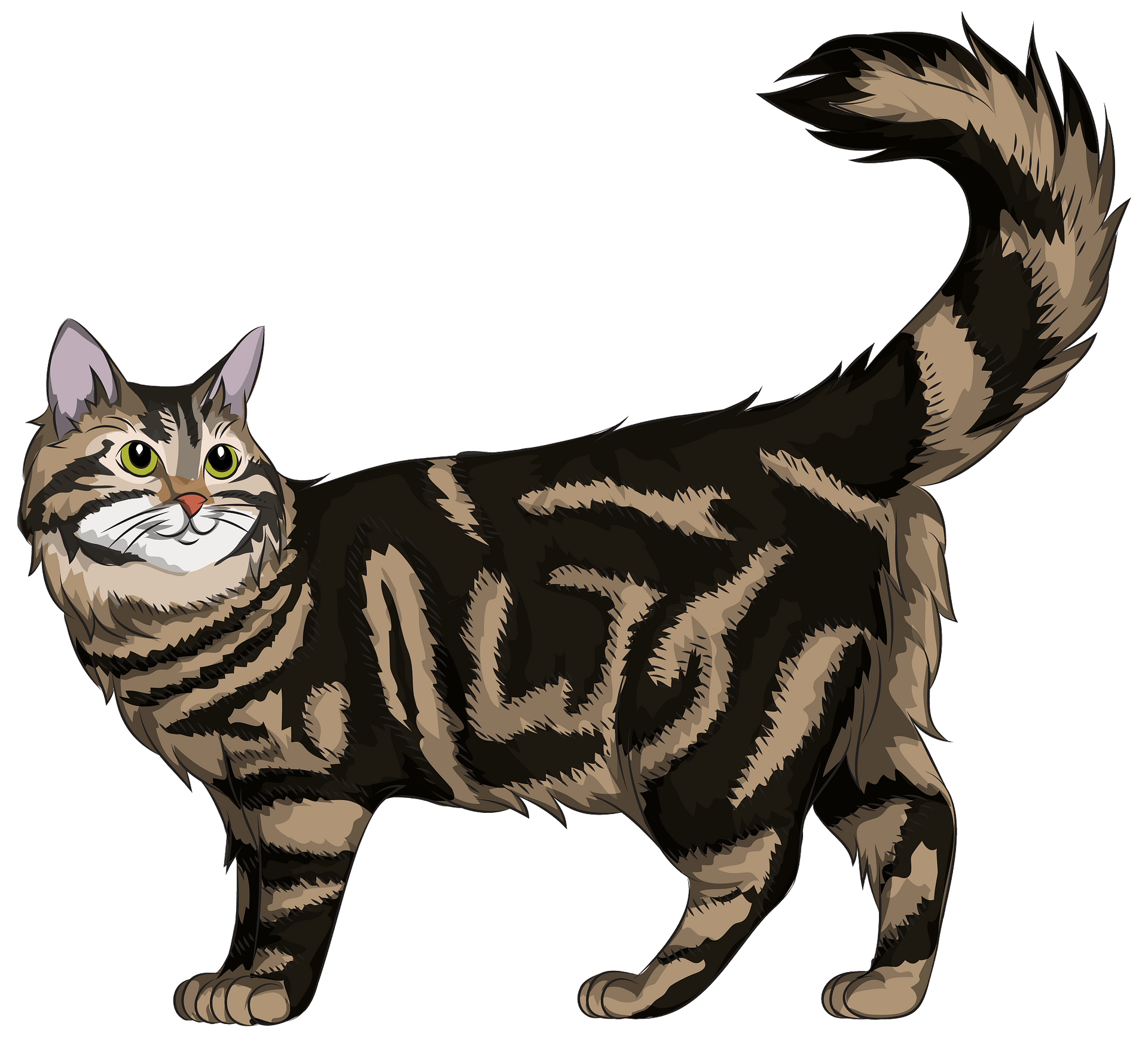 Maine Coon Cat PNG Download Image