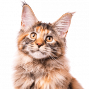 Maine Coon Cat PNG kostenloser Download
