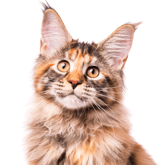 Maine Coon Cat PNG Free Download