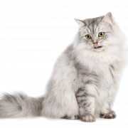 Maine Coon Cat PNG Free Image