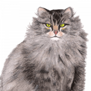 Maine Coon Cat Png HD