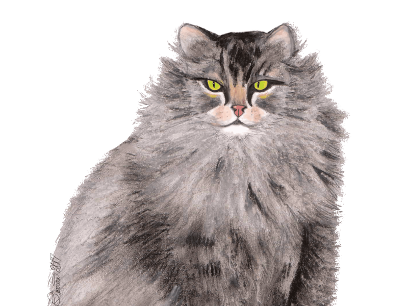 Maine Coon Cat PNG HD Image