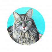 Maine Coon Cat Png Gambar