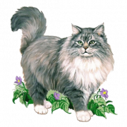 Maine Coon Cat Png Pic