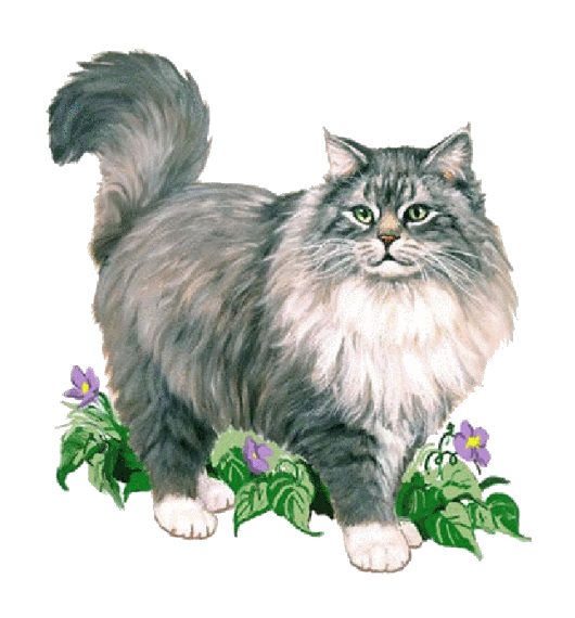 Maine Coon Cat PNG Pic