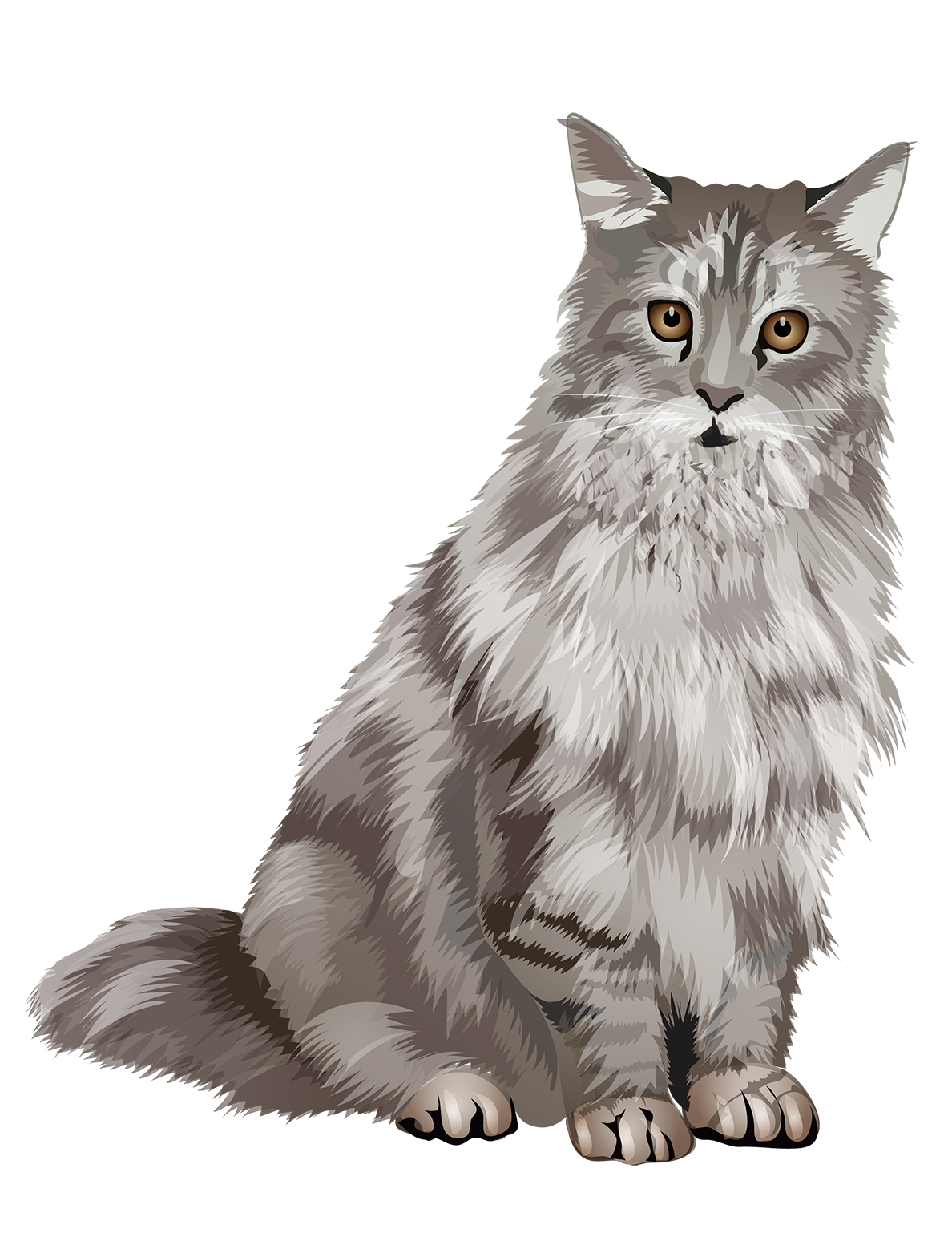 Maine Coon Cat PNG Picture