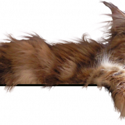 Maine Coon Cat Transparan