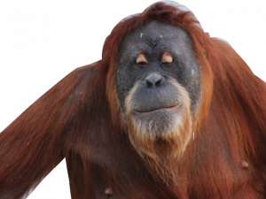 Orangoetan
